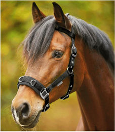 Produktbild von Waldhausen Longierhalfter Economic schwarz Warmblut