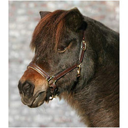 Waldhausen Star Lederhalfter Diamond – Bild 1 von 2