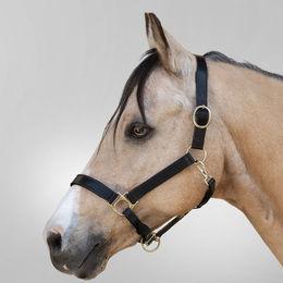Produktbild von Waldhausen STAR Lederhalfter Robust Pony