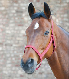 WALDHAUSEN Weidehalfter PON rot – Bild 1 von 3