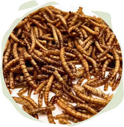 Produktbild von Warnick´s Tierfutterservice Mehlwürmer getrocknet - Futterergänzung für Fische, Vögel & Reptilien, Ergänzungsfutter für: Fische, Vögel, Reptilien & Amphibien, Nager