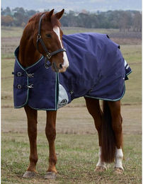 Produktbild von Weatherbeeta Comfitec Plus Dynamic Turnout 0g