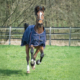 Produktbild von Weidedecke HÖL Halifax 50gr