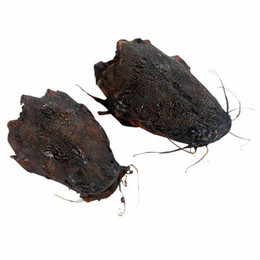 Produktbild von Welskopf - 5