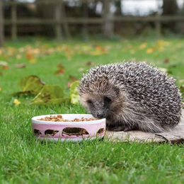 Wildbird Igelnapf – Bild 1 von 2