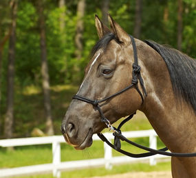 Produktbild von WILDHORN Knotenhalfter Ringe WB/KB Marineblau