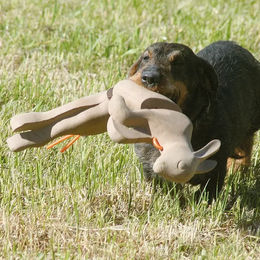 Waidwerk Dummy Lapin Wurfspielzeug für Hunde aus Kunststoff in Beige – Bild 1 von 1