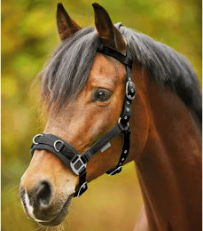 Waldhausen Economic Longierhalfter für Warmblut aus Nylon in Schwarz – Bild 1 von 3