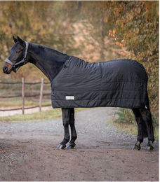 Waldhausen Economic Thermo Unterdecke für Pferde Schwarz 125 cm - 100 g – Bild 1 von 10