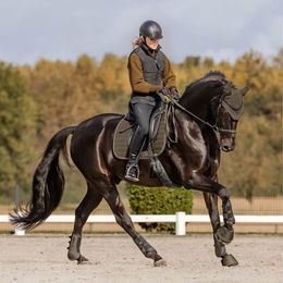 Waldhausen Fliegenohren St. Gallen für Warmblut in Schwarz aus Cord – Bild 1 von 13