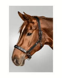 Waldhausen Lederhalfter Crystal für Ponys in Schwarz oder Braun – Bild 1 von 6