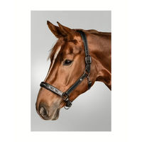 Produktbild von Waldhausen Lederhalfter Crystal für Ponys in Schwarz oder Braun