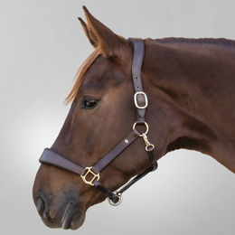 Waldhausen Lederhalfter X-Line Anatomic aus Leder Braun für Vollblut – Bild 1 von 4