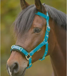 Waldhausen Longierhalfter Economic für Warmblut in Azurblau aus Nylon – Bild 1 von 5
