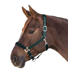 Waldhausen Perlonhalfter Satin für Pferde in Grün - 1 Stk. – Bild 1 von 5