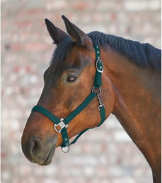 Waldhausen Pferdehalfter Gloomy aus Nylon in Grün für Warmblut – Bild 1 von 4