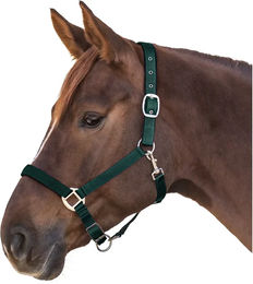 Waldhausen Satinhalfter aus Nylon in Grün für Warmblut – Bild 1 von 5