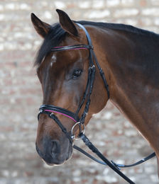 Waldhausen Star Diamond Trensenzaum aus Leder für Warmblut in Fuchsia/Rosa – Bild 1 von 2