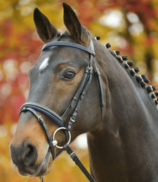 Waldhausen Star Diamond Trensenzaum für Ponys aus Leder in Blau – Bild 1 von 5