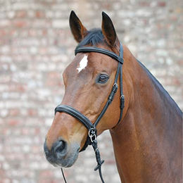 Waldhausen Star Gebisslose Trense aus Leder in Schwarz für Warmblut – Bild 1 von 5
