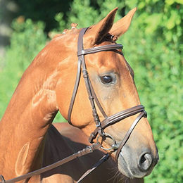 Waldhausen Star Lifestyle Trensenzaum für Shettys aus Leder in Braun – Bild 1 von 3