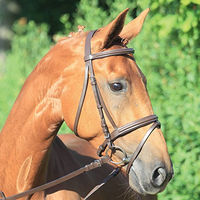 Produktbild von Waldhausen Star Lifestyle Trensenzaum für Shettys aus Leder in Braun