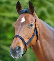 Waldhausen Weidehalfter für Warmblut aus Nylon in Schwarz ohne Metallschnallen – Bild 1 von 5
