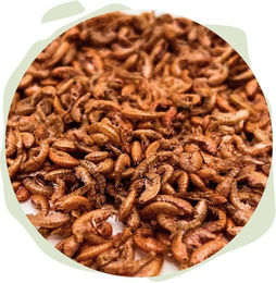 Warnick´s Tierfutterservice Bachflohkrebse Gammarus Color-Enhancing Naturfutter für Fische und Reptilien – Bild 1 von 4