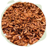Produktbild von Warnick´s Tierfutterservice Bachflohkrebse Gammarus Color-Enhancing Naturfutter für Fische und Reptilien