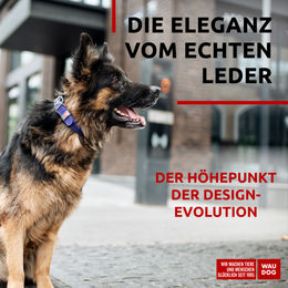 WAUDOG Classic Leder Hundehalsband Lila Grösse L – Bild 1 von 7