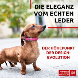 WAUDOG Classic Leder Hundehalsband Rosa XS für kleine Hunde – Bild 1 von 5