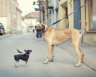 Produktbild von WAW Easy Dog Walk Hundehalsband Grau Größe XXS für 1-3 kg