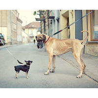 Produktbild von WAW Easy Dog Walk Hundehalsband Grau Größe XXS für 1-3 kg