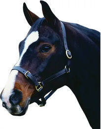 Weatherbeeta Collegiate ComfiTec Lederhalfter für Ponys in Schwarz – Bild 1 von 2