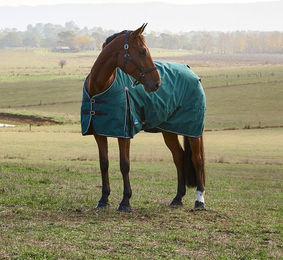 Weatherbeeta Comfitec Classic Turnout Pferdedecke 220g mit Polyester-Füllung – Bild 1 von 9