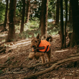 Produktbild von Weatherbeeta Comfitec Reflective Parka Hundemantel aus 300D Polyester wasserabweisend Orange