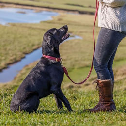 WeatherBeeta Hundehalsband aus Leder in Rot Klein – Bild 1 von 3