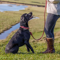 Produktbild von WeatherBeeta Hundehalsband aus Leder in Rot Klein