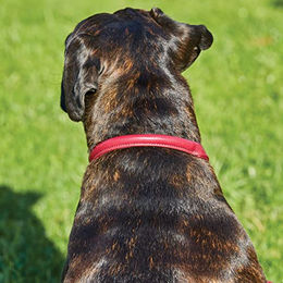 WeatherBeeta Hundehalsband aus Leder Medium Tan – Bild 1 von 2