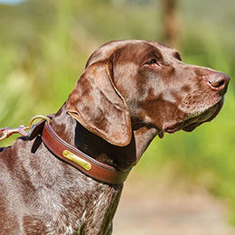 WeatherBeeta Lederhalsband gepolstert Schwarz XL für Hunde – Bild 1 von 4