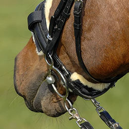 Werner Christ Kinnkettenschoner aus echtem Lammfell für Pferde in Braun-Natur 5 x 14 cm – Bild 1 von 4