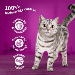Whiskas Katzen Nassfutter Fisch Auswahl in Gelee für Senior Katzen 40 x 85g - 40 x 85 g – Bild 1 von 6