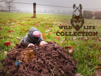 Wild Life Collection Plüsch-Spielzeug Maulwurf für Hunde in Grau – Bild 1 von 4