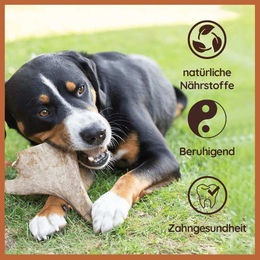 WILDFANG Damhirsch Geweih-Kaustab Monoprotein für Hunde 300g – Bild 1 von 4