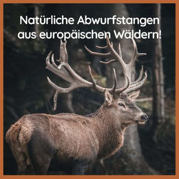 Wildfang Kaugeweih Rothirsch mit Lachsöl Naturkauartikel für Hunde – Bild 1 von 5