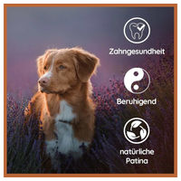 Produktbild von Wildfang Lederknochen aus Rind Mini Kauknochen für Hunde aller Altersstufen