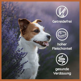 Wildfang Nassfutter Lamm pur BARF für erwachsene Hunde getreidefrei und hypoallergen 400 g - 400 g – Bild 1 von 6