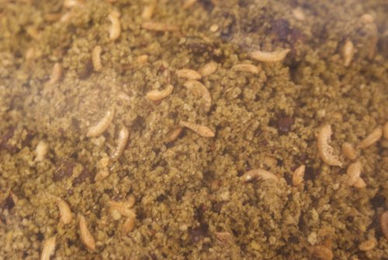 Witte Molen Universal Weichfutter für Vögel mit Insekten und Schalentieren 10 kg Sack - 10 kg – Bild 1 von 6