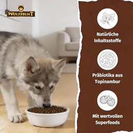 Wolfsblut Wide Plain Puppy Hundetrockenfutter Pferd Getreidefrei 12,5 kg - 12,5 kg – Bild 1 von 8