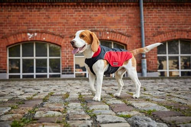 Wolters Easy Rain Regenjacke für Hunde und Katzen in Salbeigrün Größe 70 cm – Bild 1 von 3